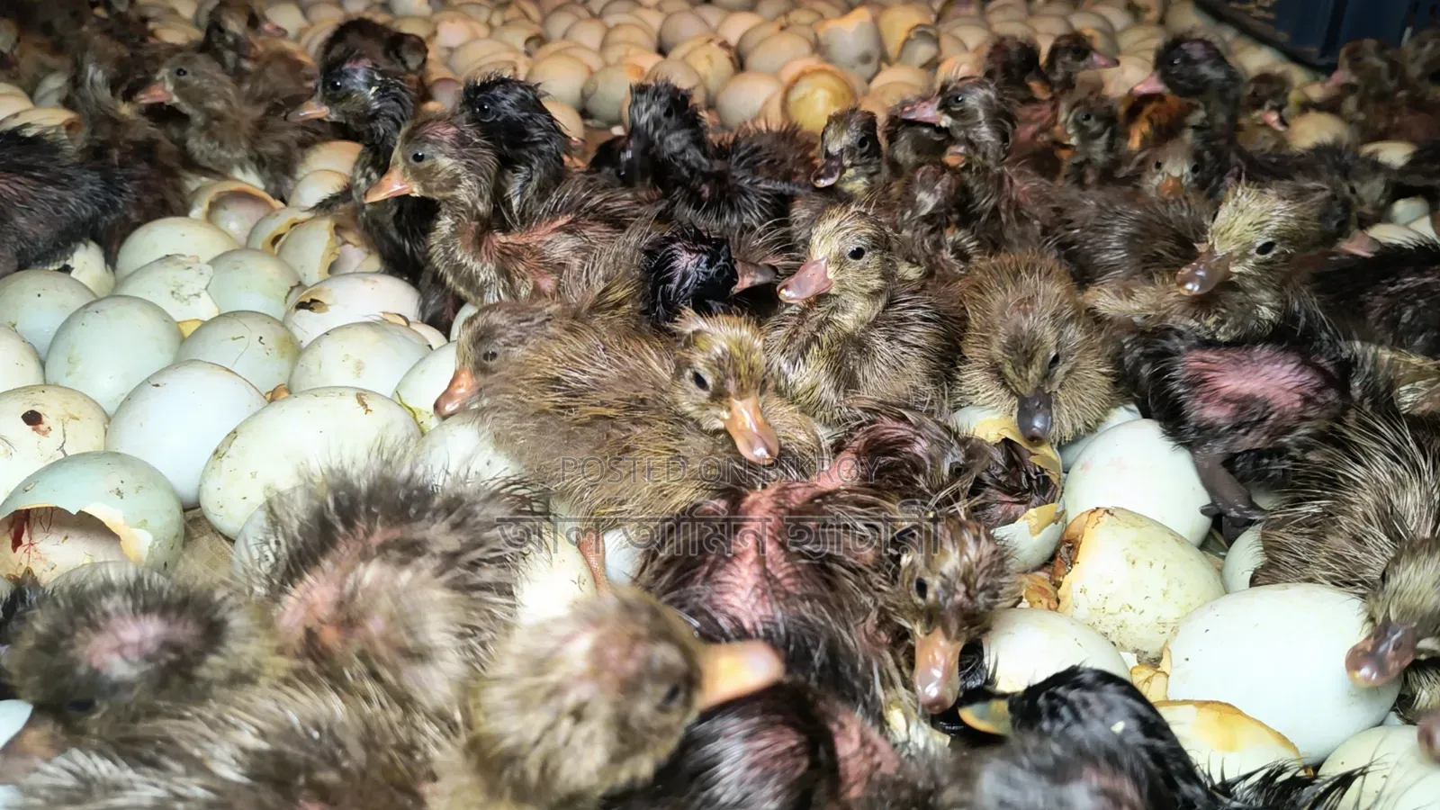 One-day-old ducklings of all breeds for sale