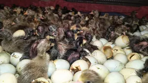 One-day-old ducklings of all breeds for sale