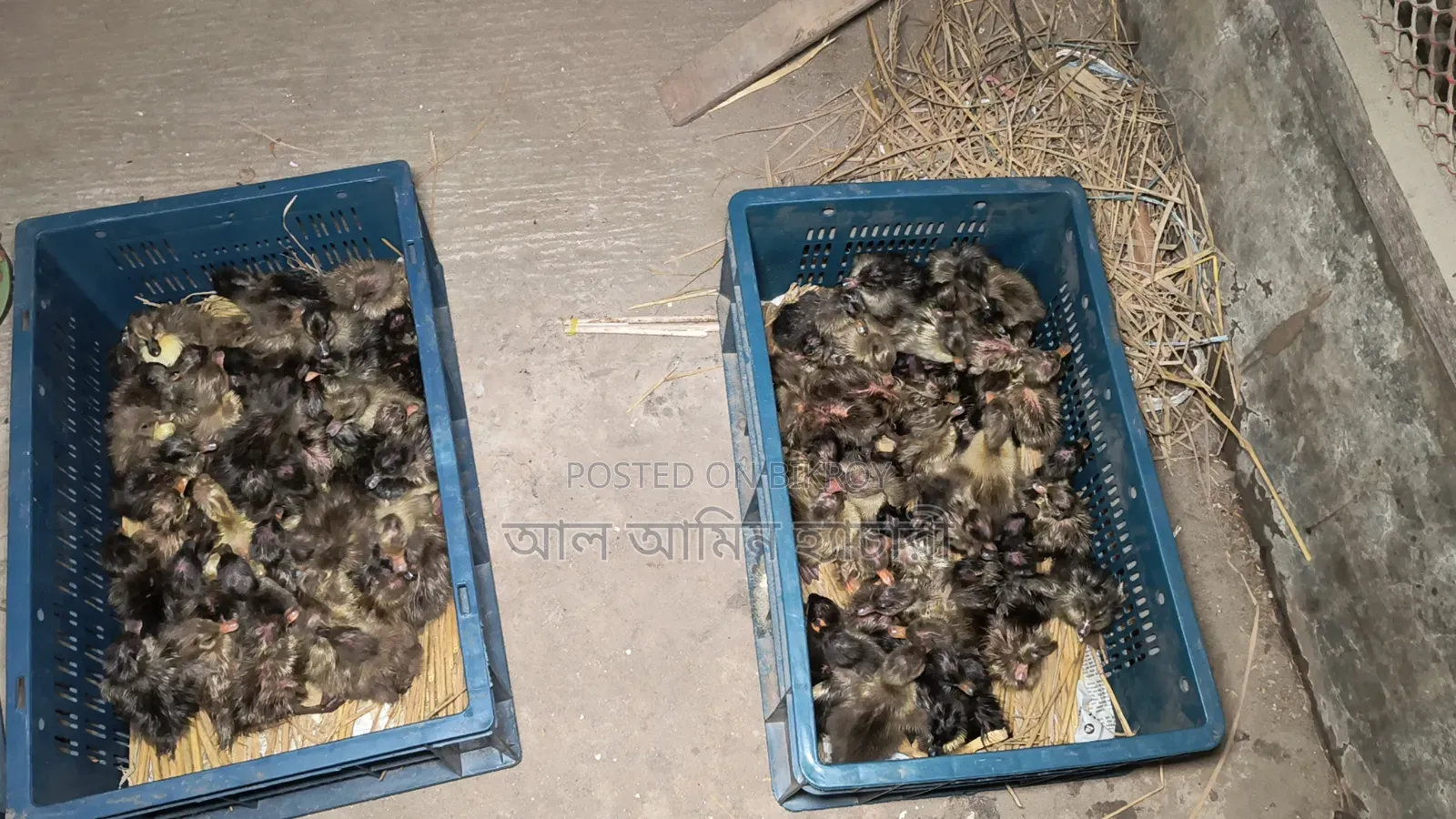 One-day-old ducklings of all breeds for sale