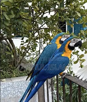 Blue And Gold Macaw