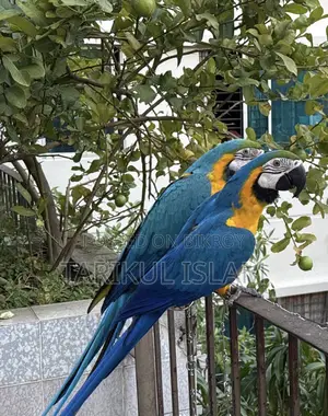 Blue And Gold Macaw
