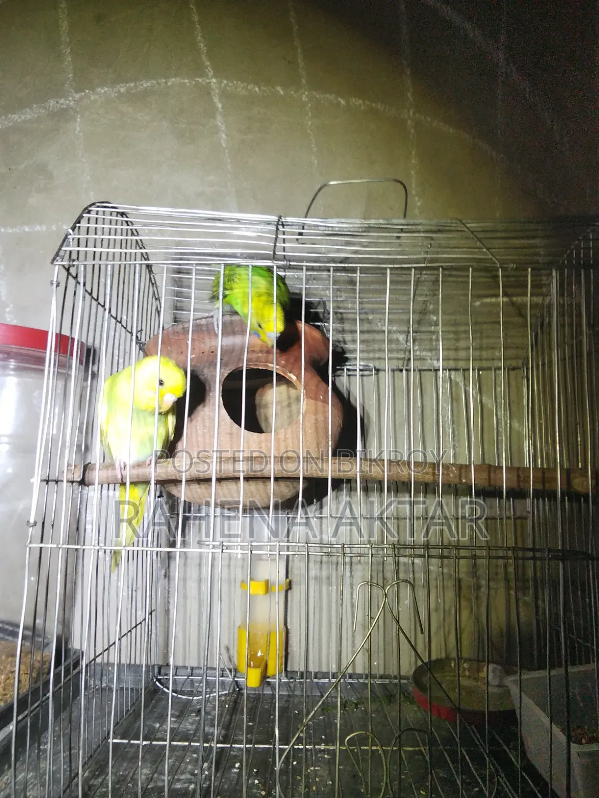 Budgerigar Bird