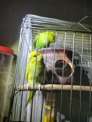 Budgerigar Bird