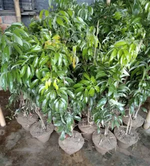 China-3 Litchi