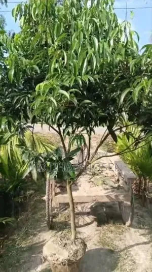 China-3 Litchi