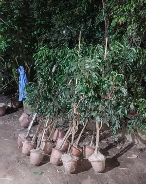 China-3 Litchi