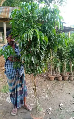China-3 Litchi