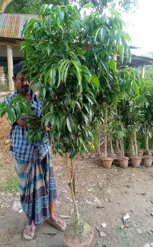 China-3 Litchi