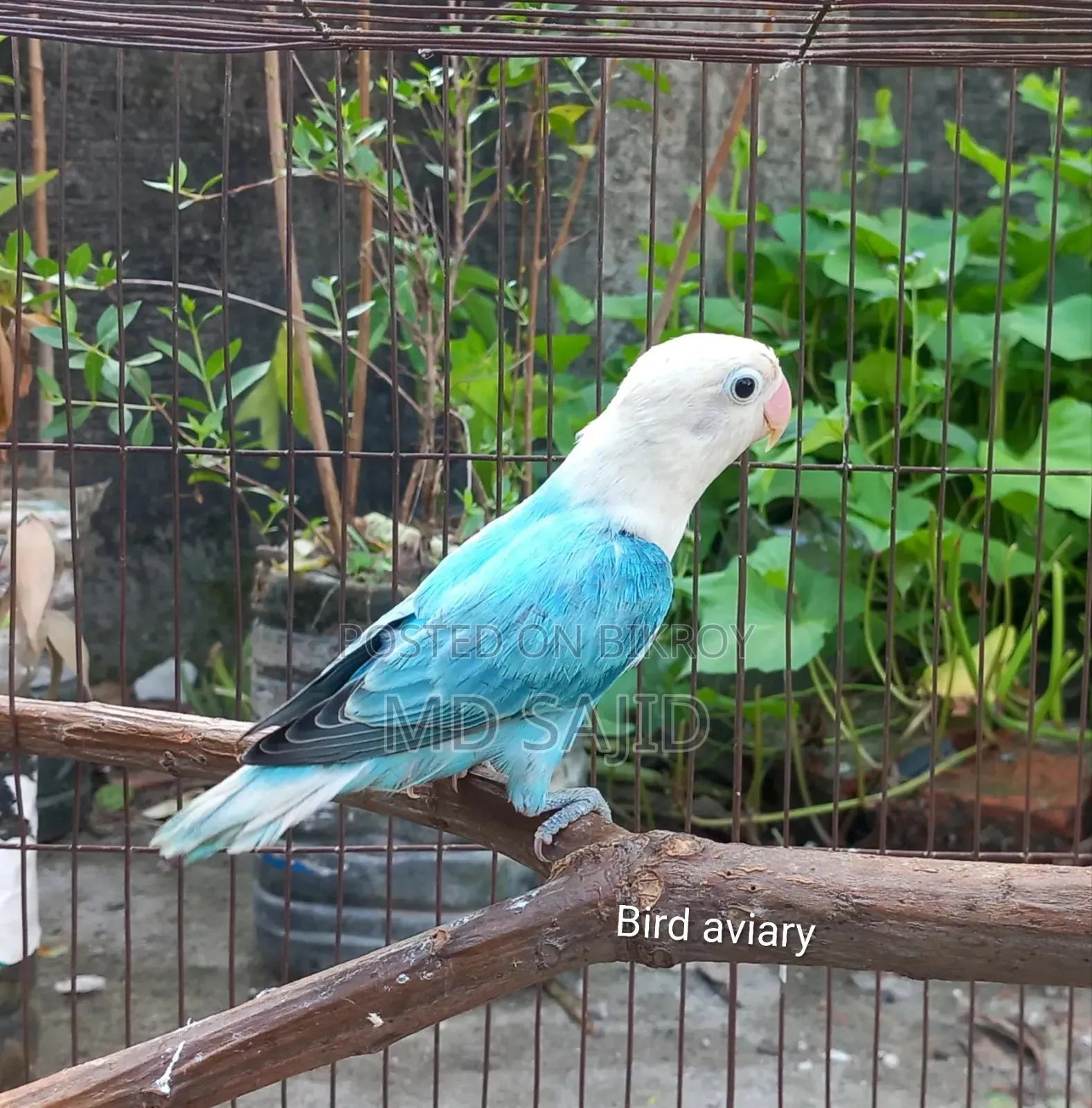 Blue Opaline Female Love Bird