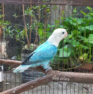 Blue Opaline Female Love Bird