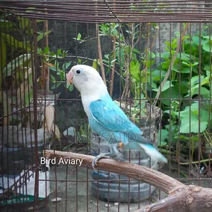 Blue Opaline Female Love Bird