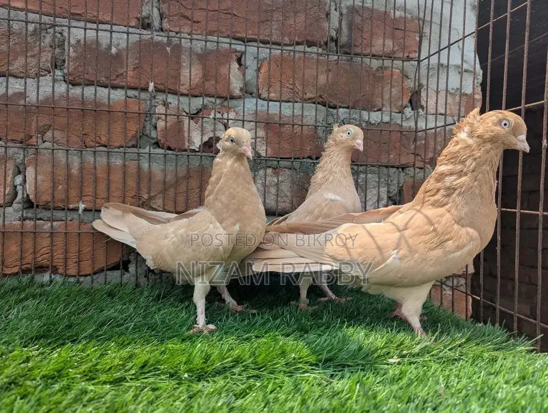 Pair of Giasolli with one baby