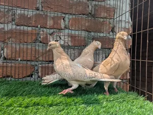 Pair of Giasolli with one baby