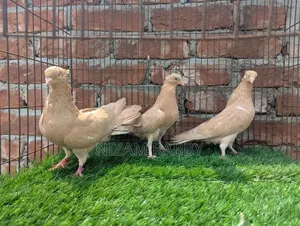 Pair of Giasolli with one baby