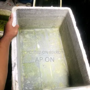 Guppy fish breeding tanks