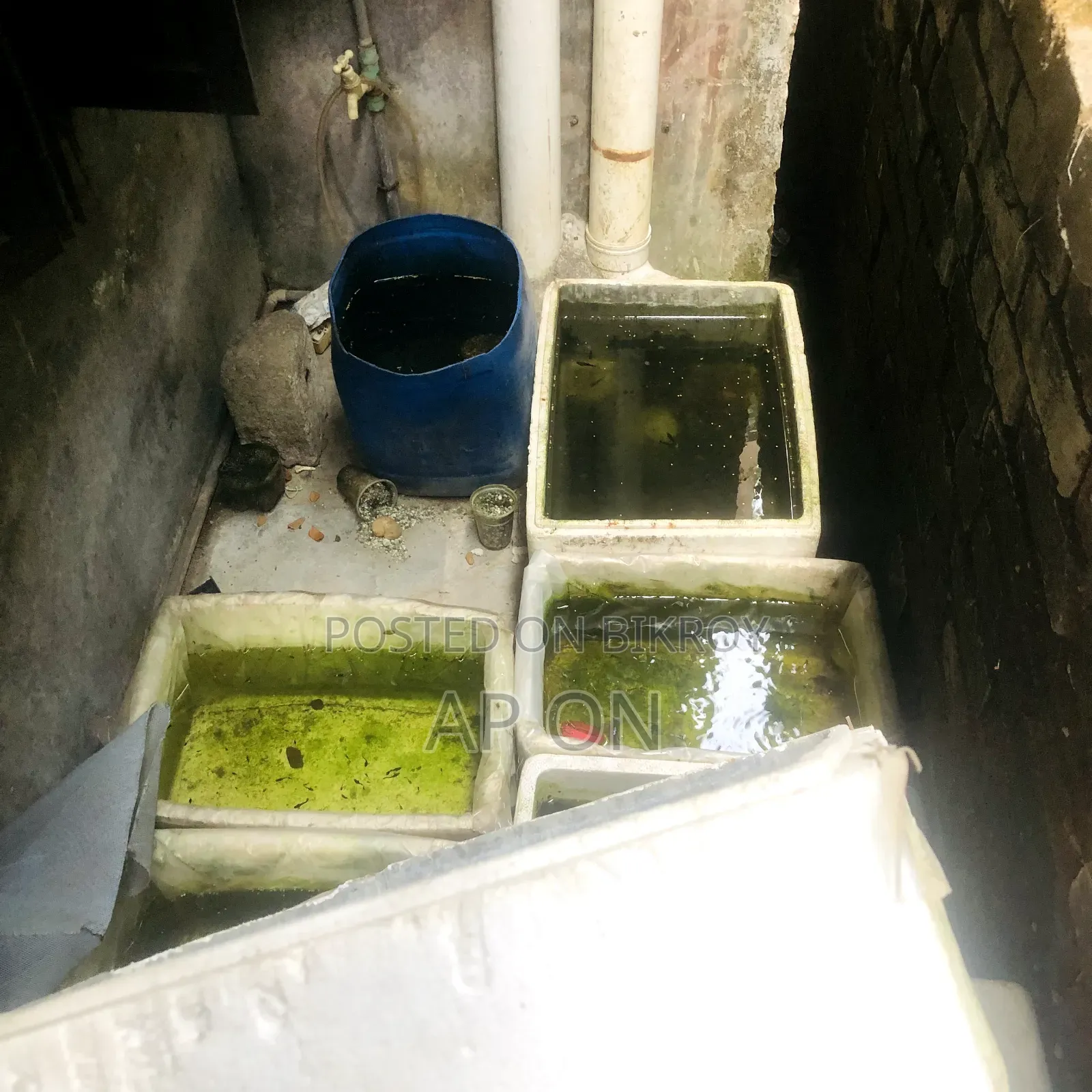 Guppy fish breeding tanks