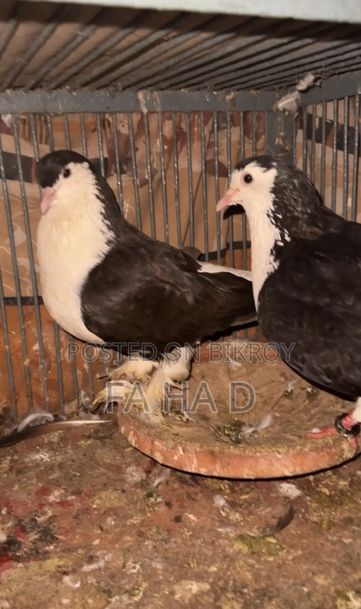 Black Siraji