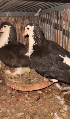Black Siraji