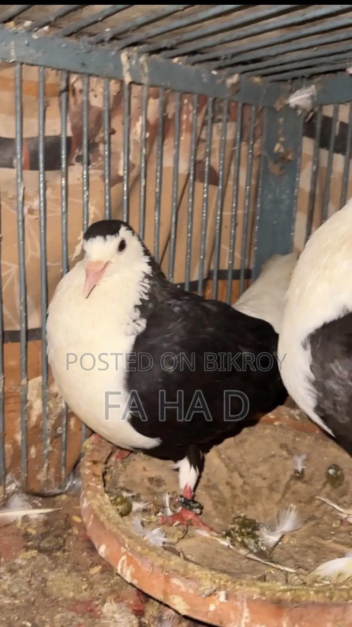 Black Siraji