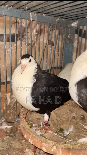 Black Siraji