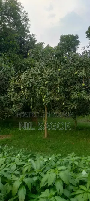 Mango Orchard for Sale