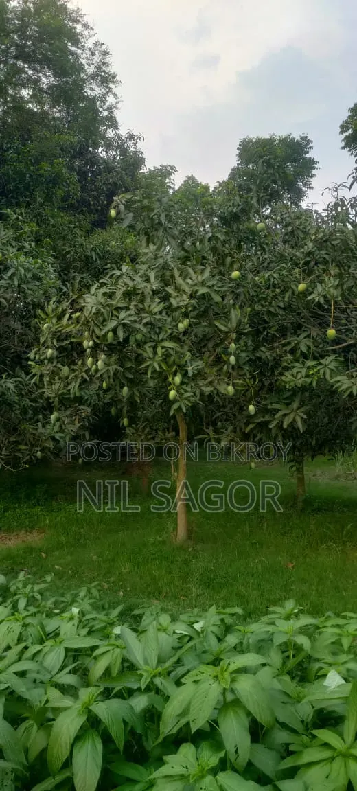 Mango Orchard for Sale