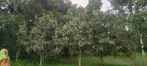 Mango Orchard for Sale