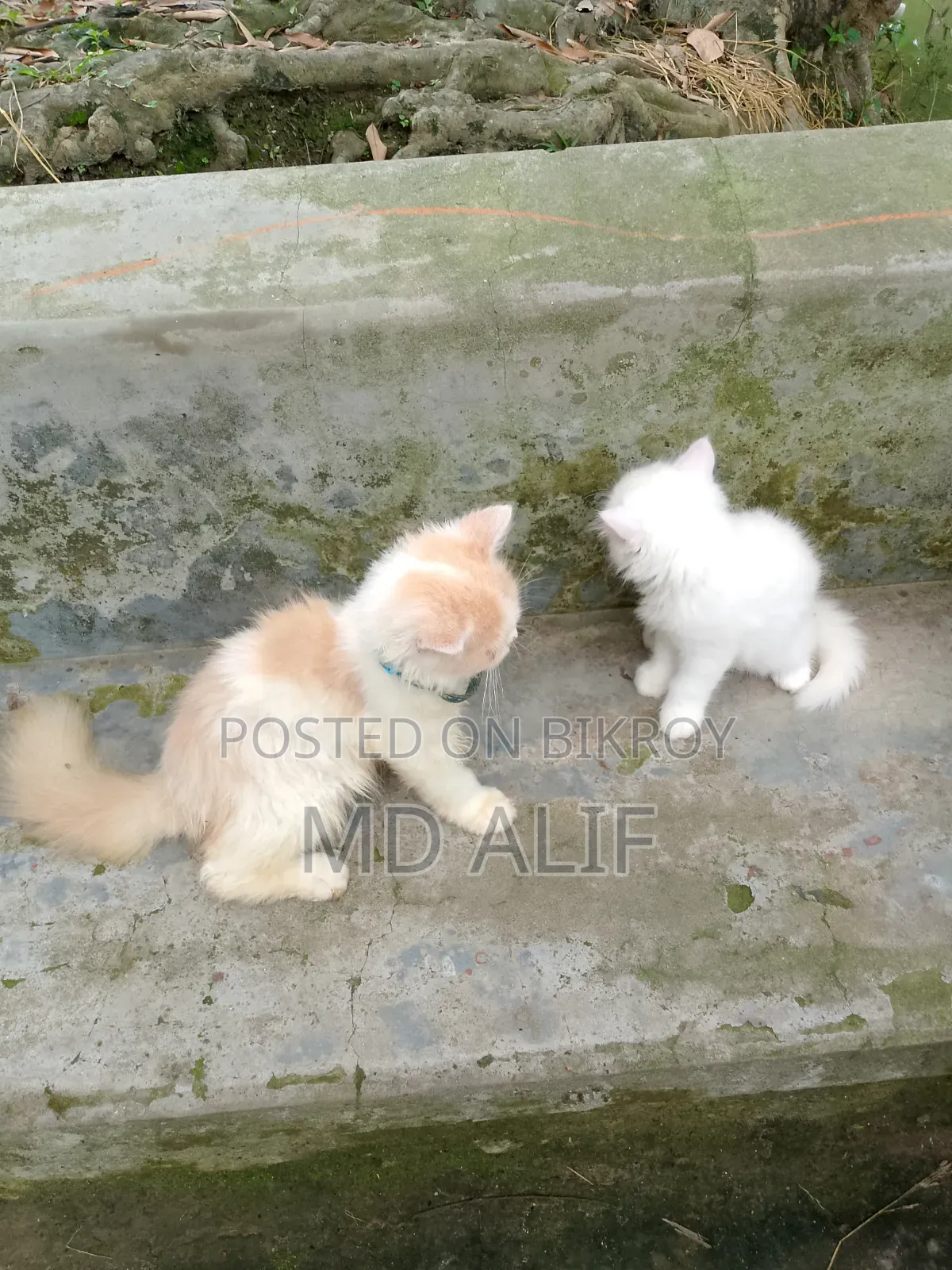 3-6 Months Male Purebred Persian