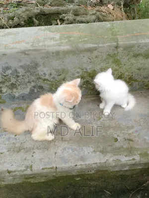 3-6 Months Male Purebred Persian