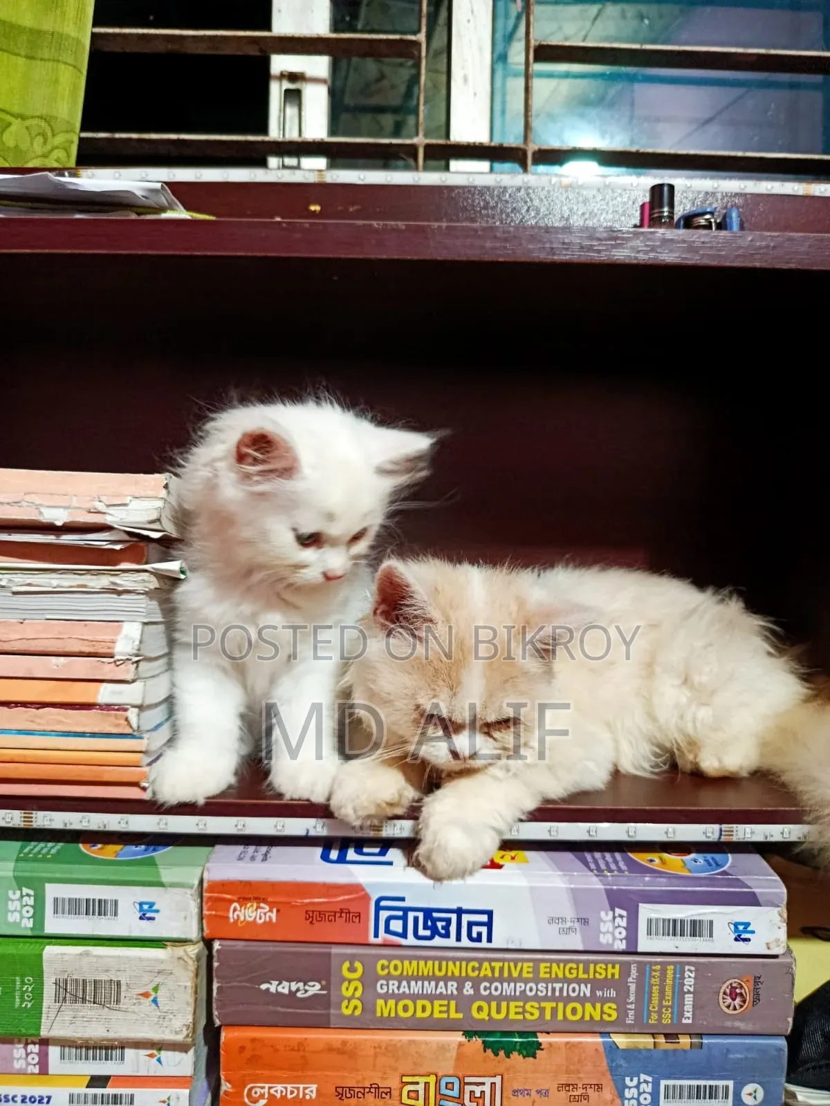 3-6 Months Male Purebred Persian