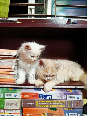 3-6 Months Male Purebred Persian