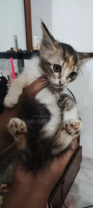 1-3 Months Female Mixed Breed Cat