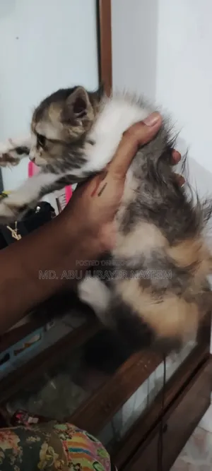 1-3 Months Female Mixed Breed Cat