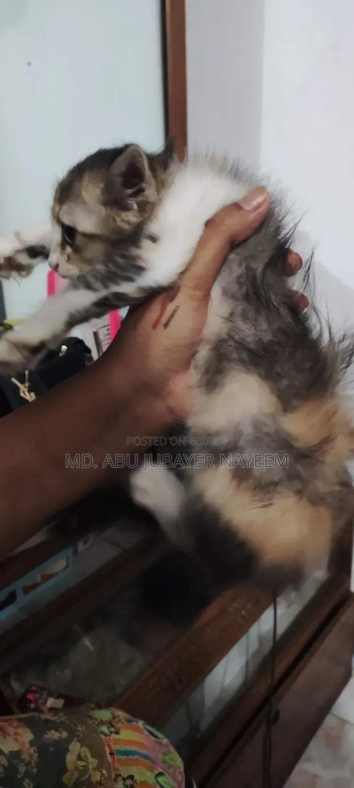 1-3 Months Female Mixed Breed Cat
