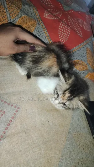 1-3 Months Female Mixed Breed Cat