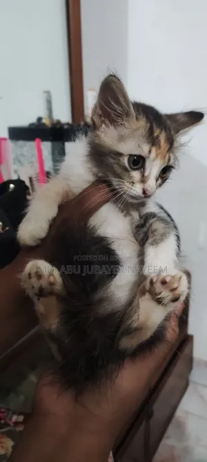 1-3 Months Female Mixed Breed Cat