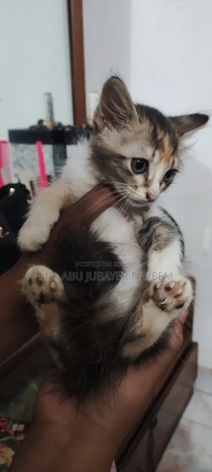 1-3 Months Female Mixed Breed Cat