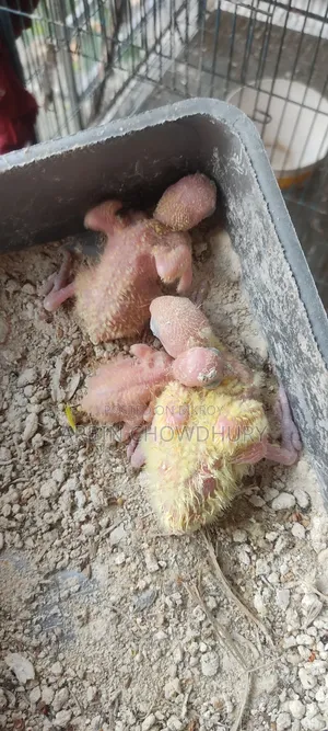 Love Bird Baby