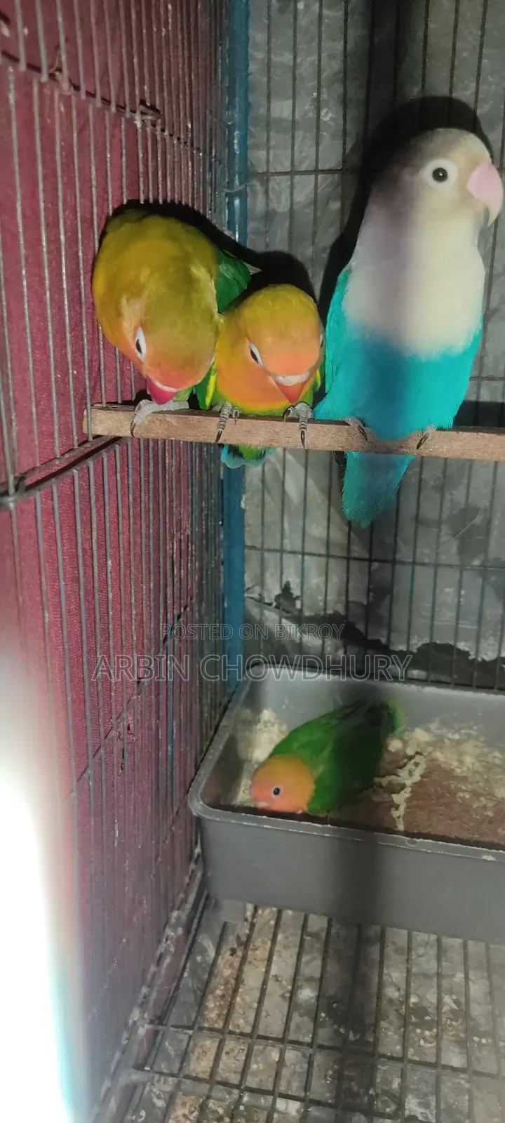 Love Bird Baby