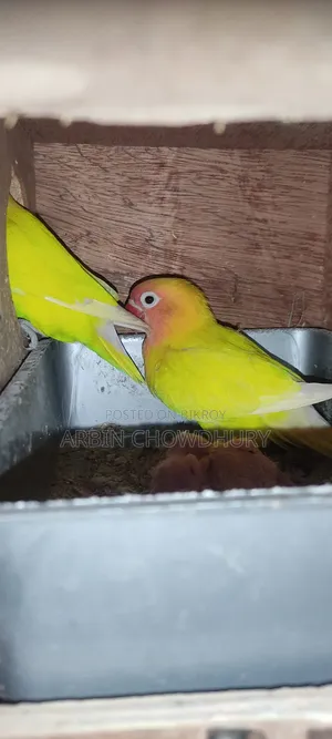Love Bird Baby