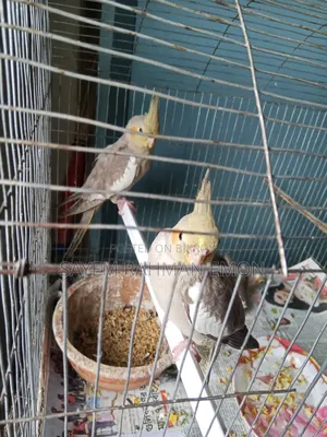 Cockatiel Bird