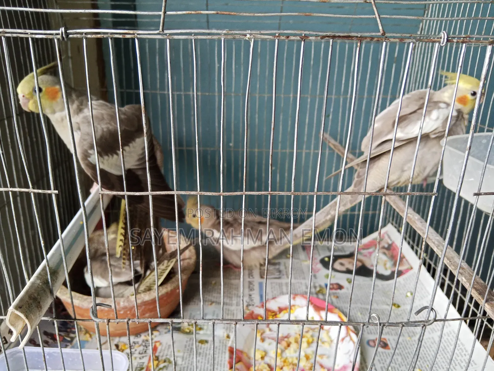 Cockatiel Bird