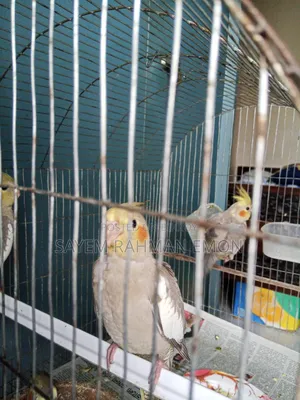 Cockatiel Bird