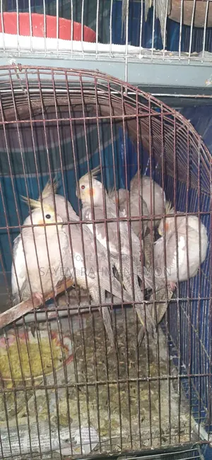 Cockatiel Bird