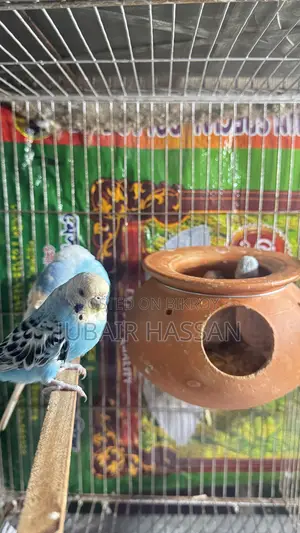 Budgerigar Bird