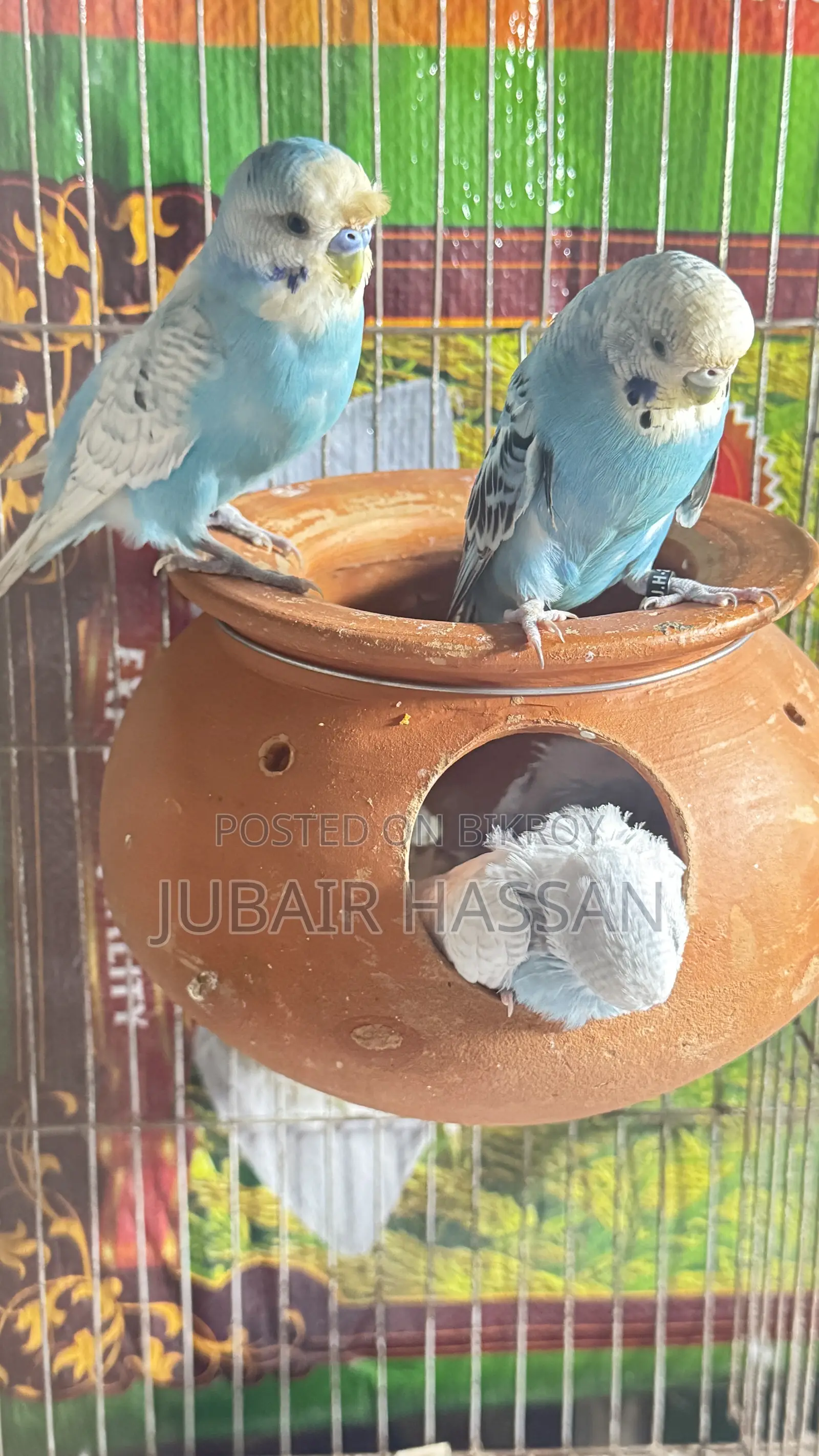 Budgerigar Bird
