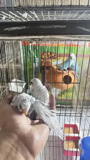 Budgerigar Bird