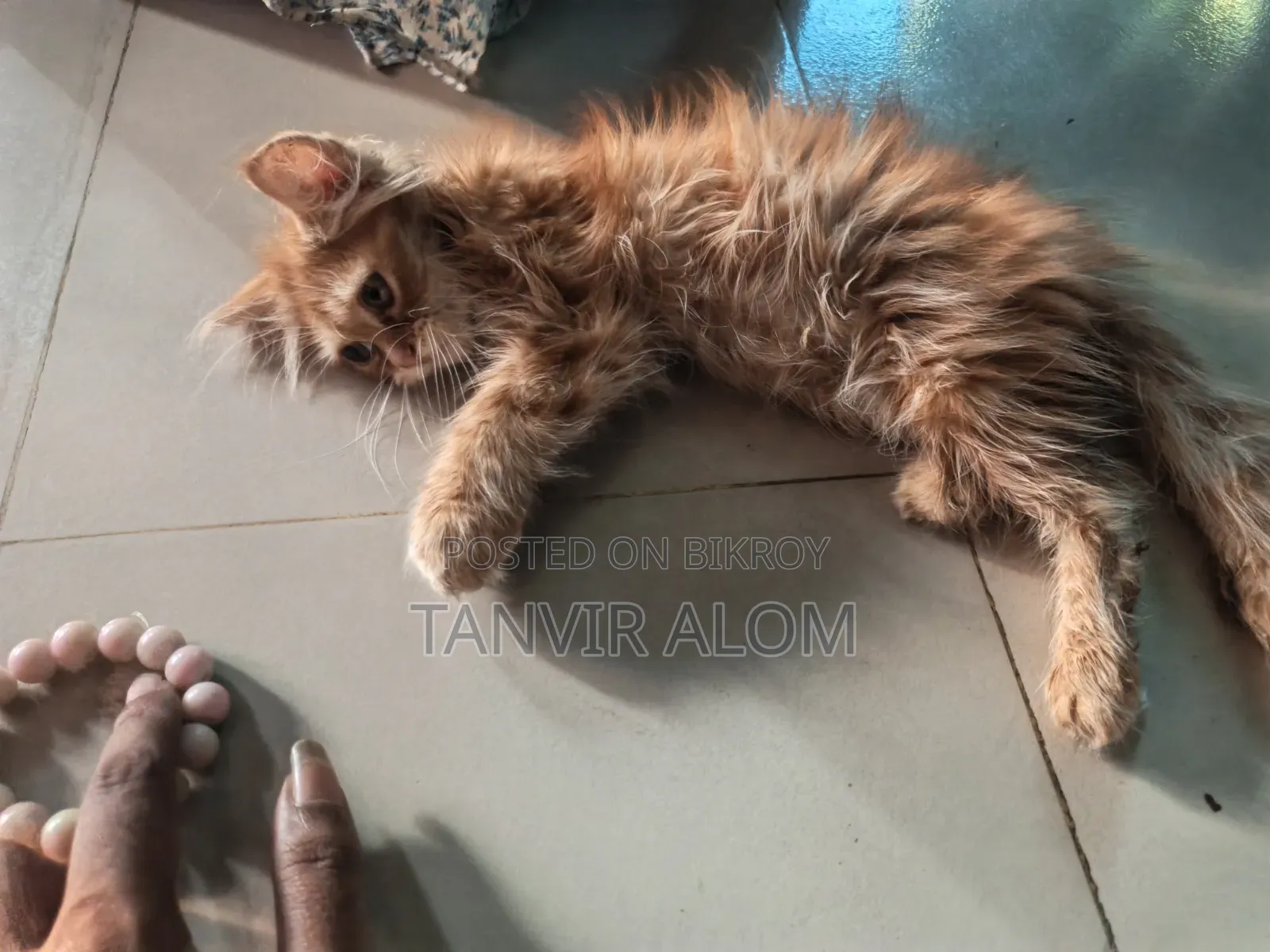 1-3 Months Male Purebred Persian