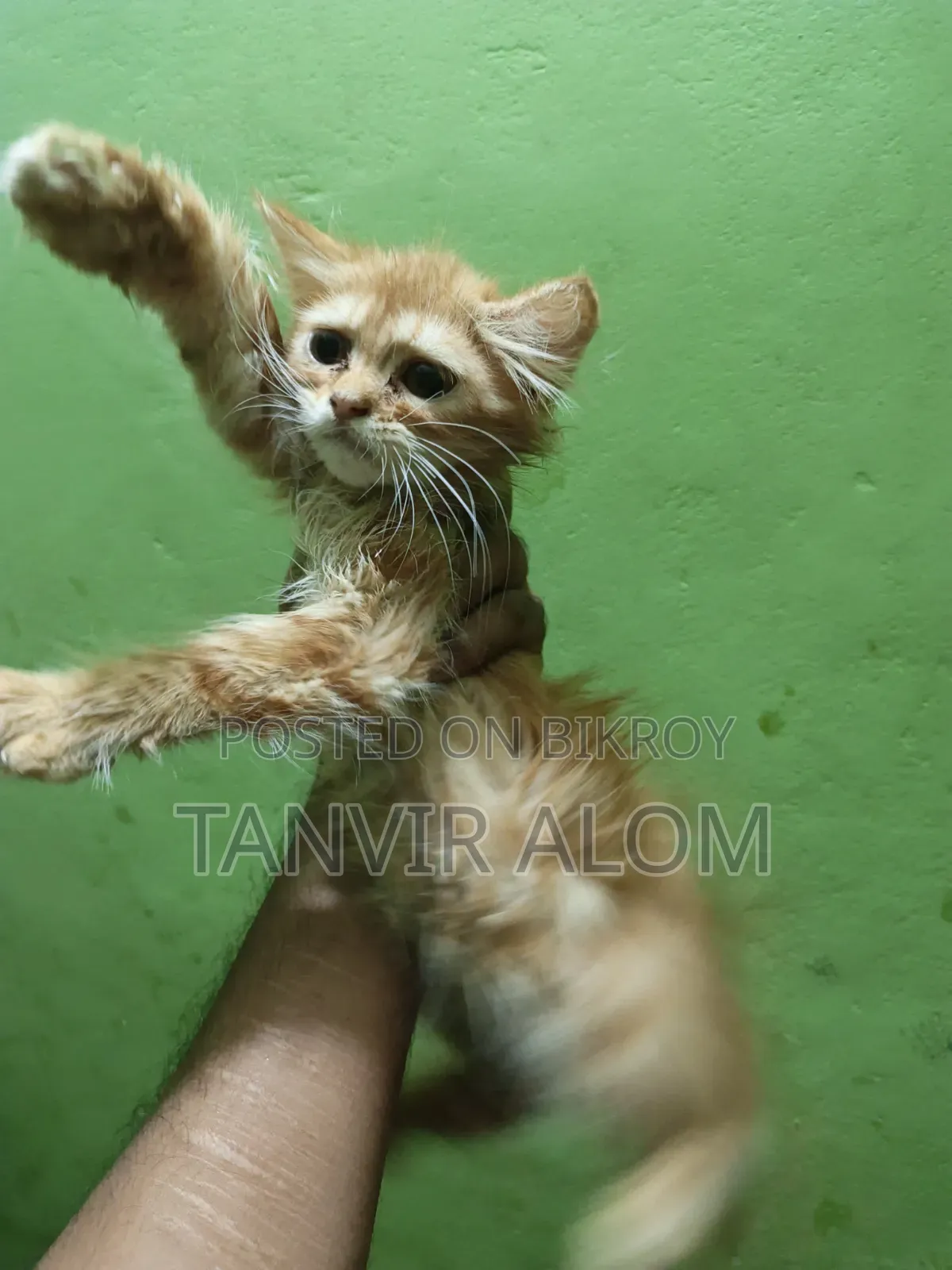 1-3 Months Male Purebred Persian