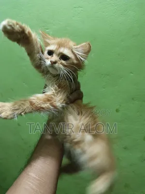 1-3 Months Male Purebred Persian